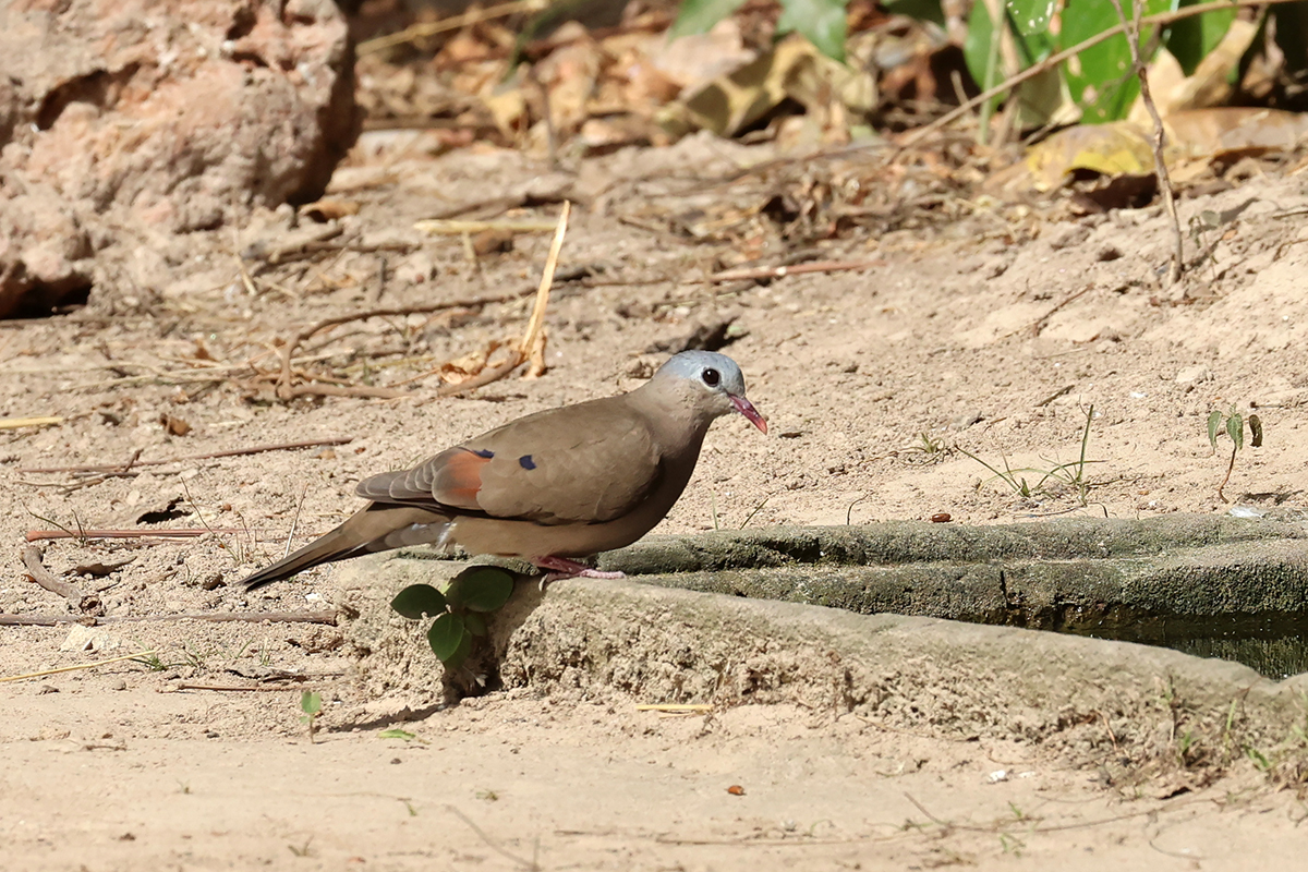 Blue-spotted Wood Dove